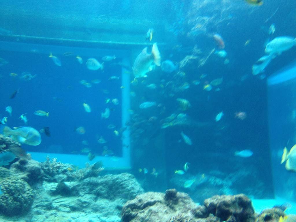 美ら海水族館の熱帯魚の海2
