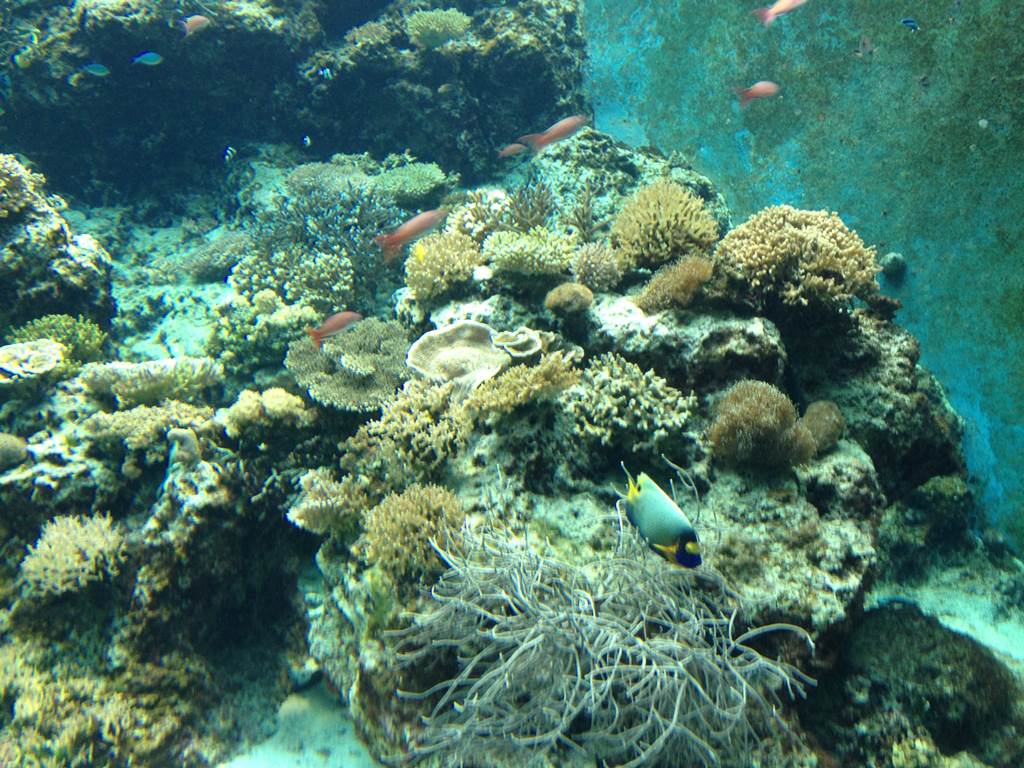 美ら海水族館のサンゴの海