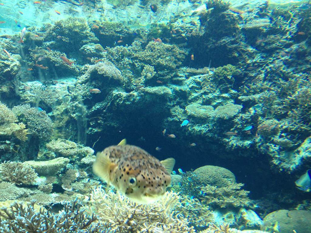 美ら海水族館のサンゴの海にいたハリセンボン