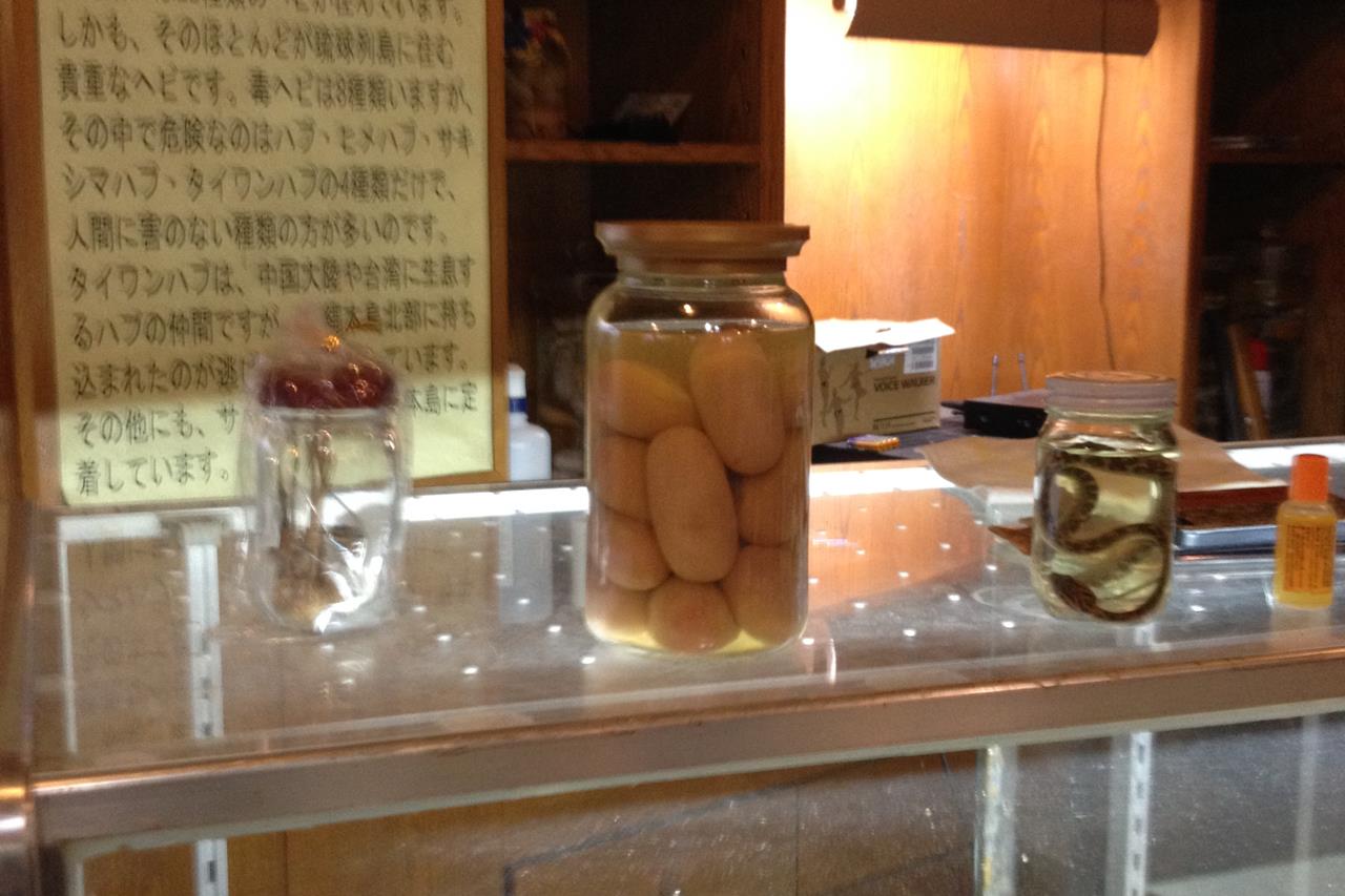 琉球村のハブセンターに展示されていたハブの卵